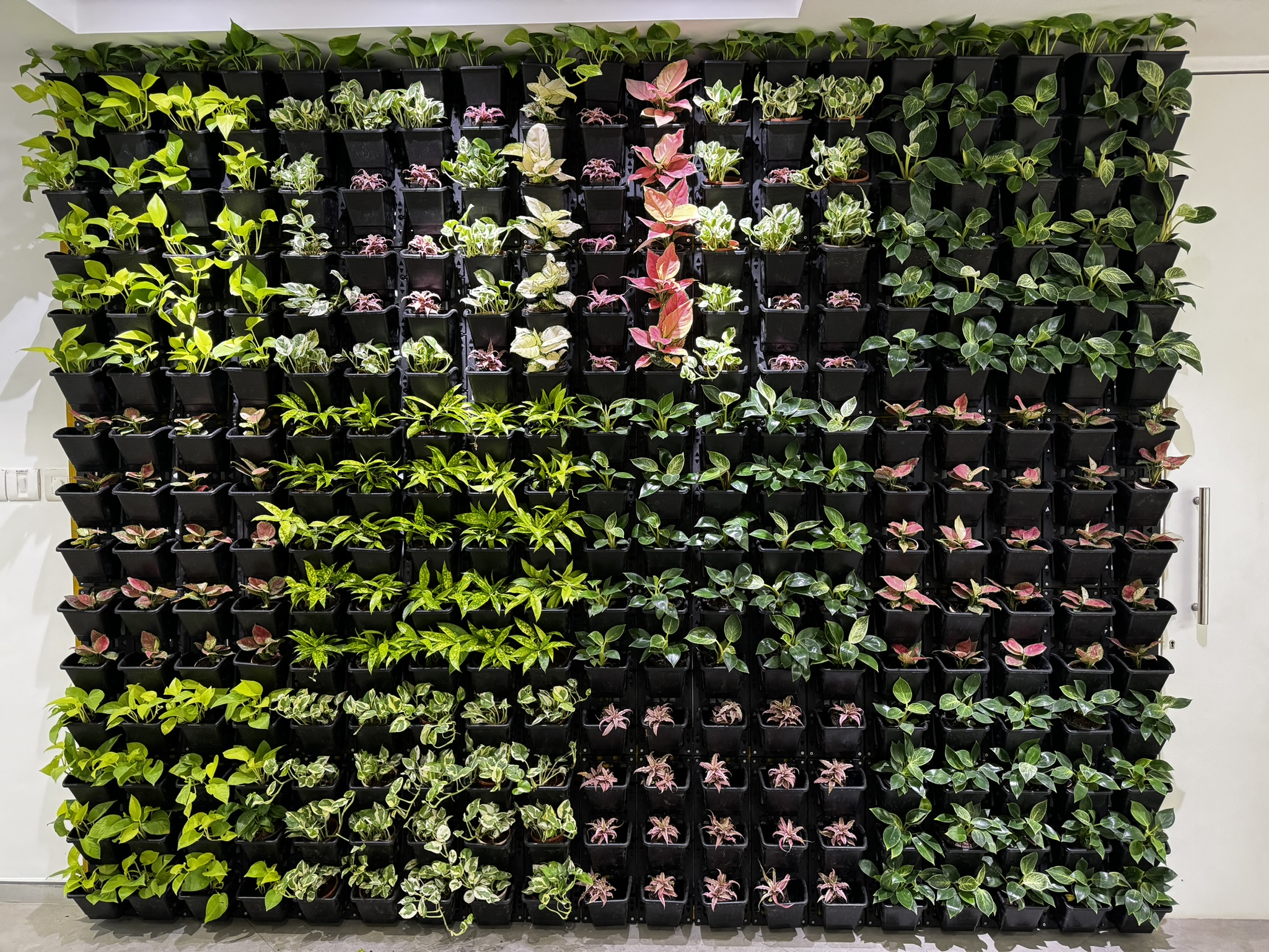 Indoor Plant Styling