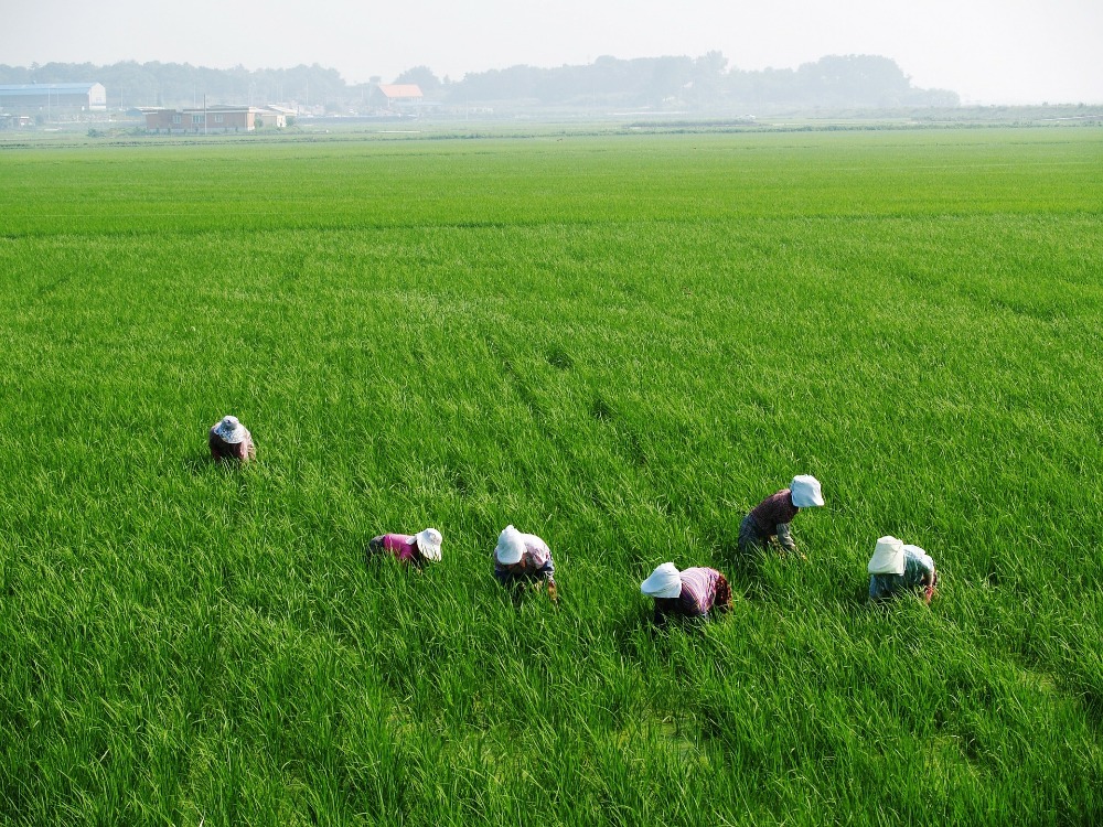 Agricultural & Farm Consulting