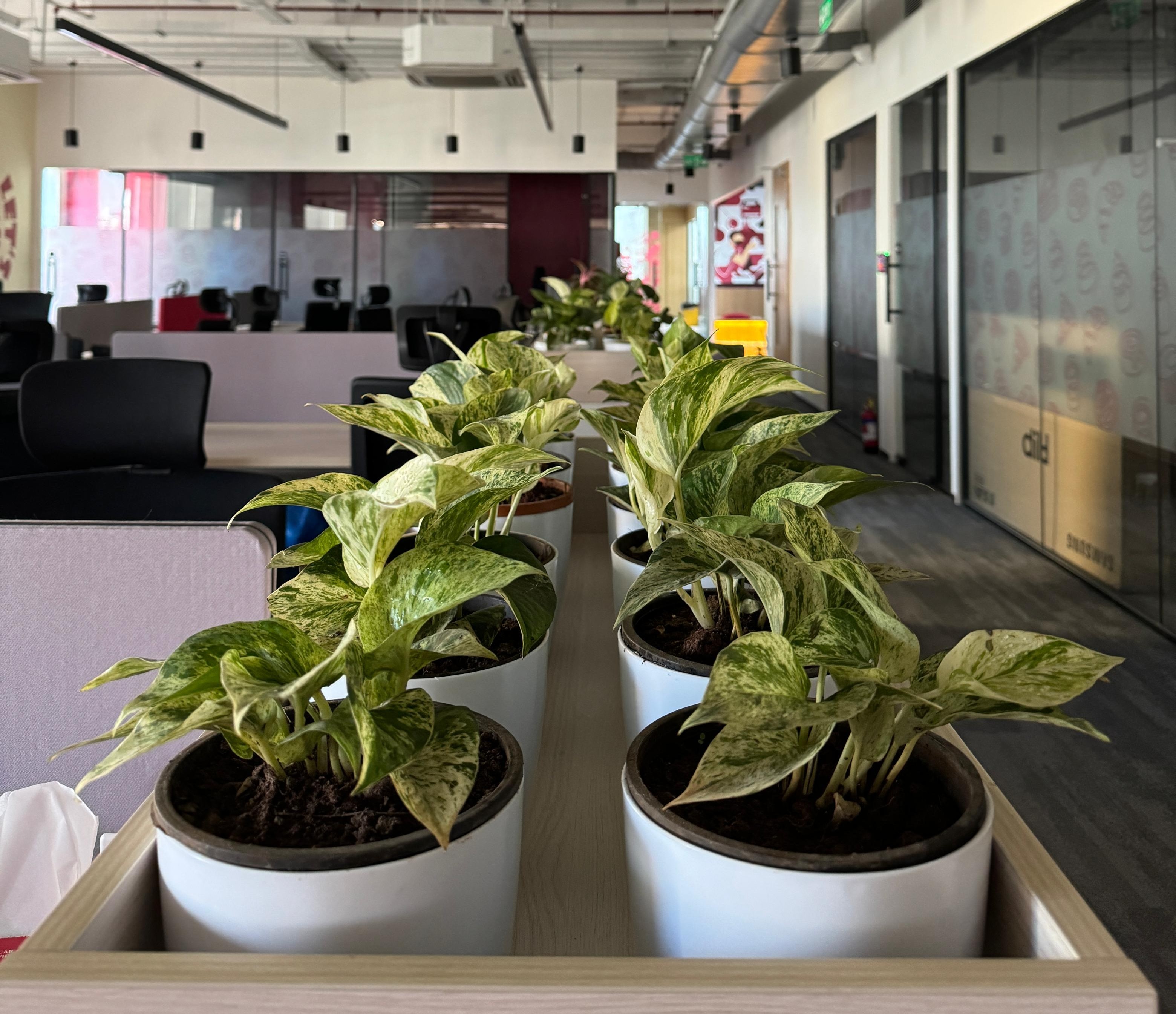 Plant Rental and Maintenance